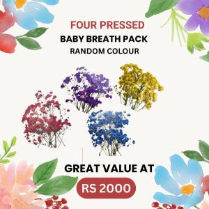 4 Packs baby breath flowers